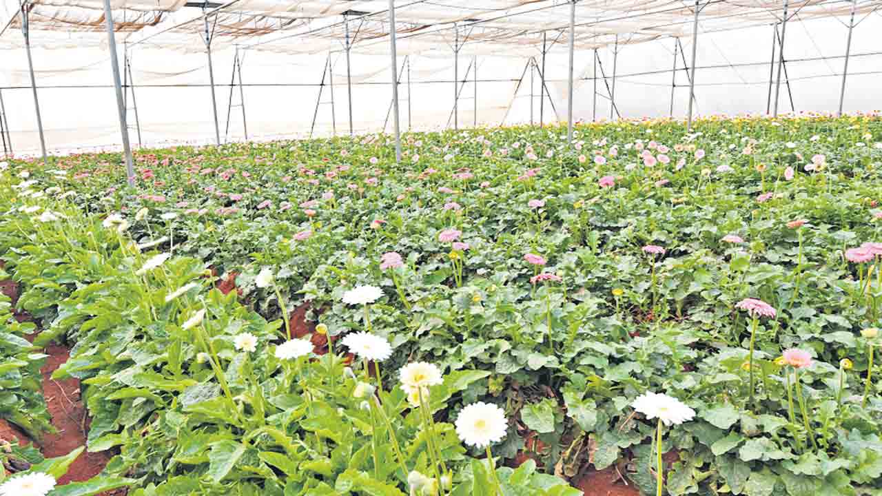 లాభదాయకంగా జరబర పూల సాగు..