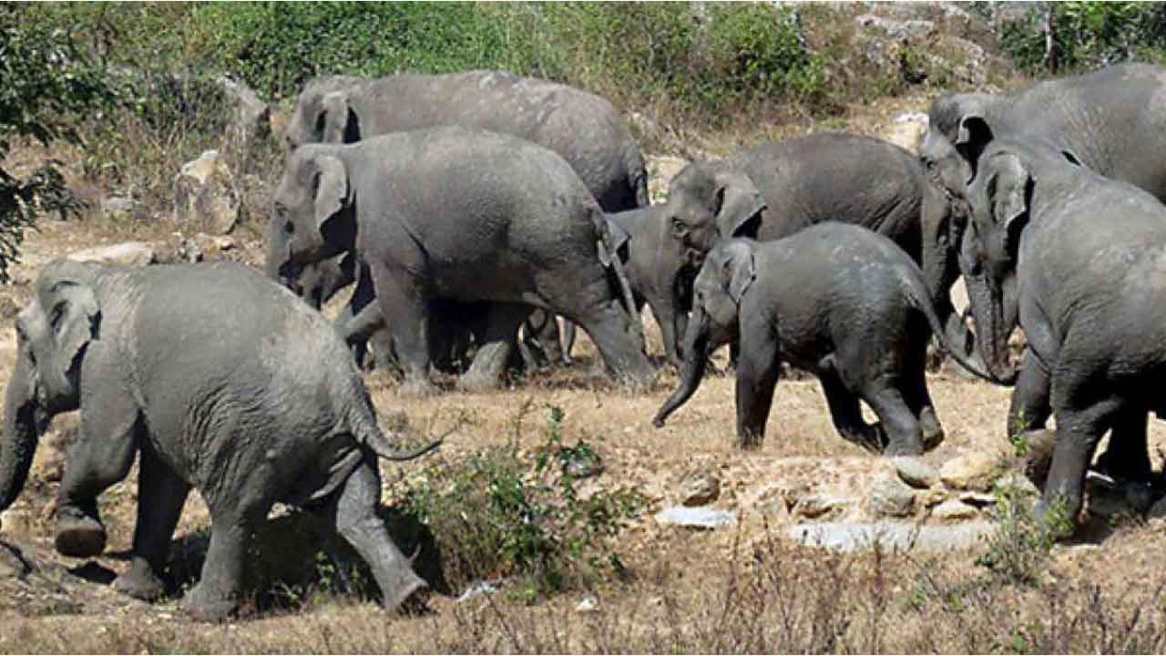 చిత్తూరు జిల్లాలో ఏనుగుల గుంపు సంచారం.. ఆందోళనలో గ్రామస్థులు