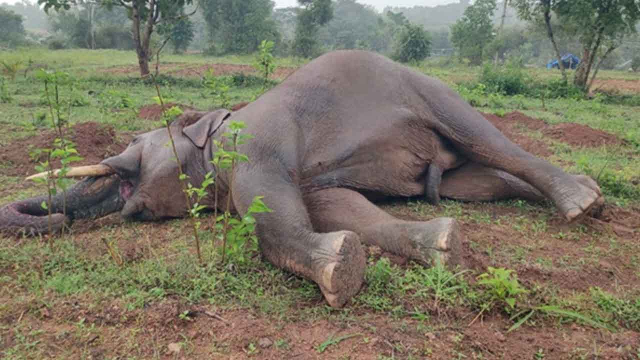 చిత్తూరు జిల్లాలో కరెంట్‌ షాక్‌తో ఏనుగు మృతి