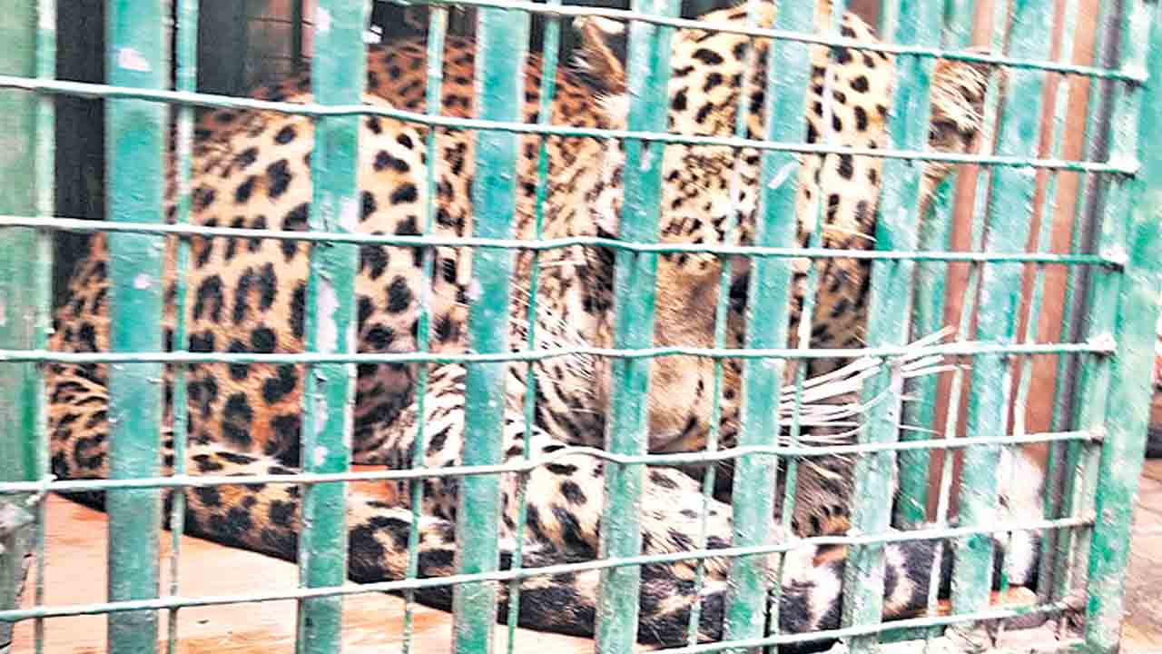 హెటిరో పరిశ్రమలోకి చిరుత