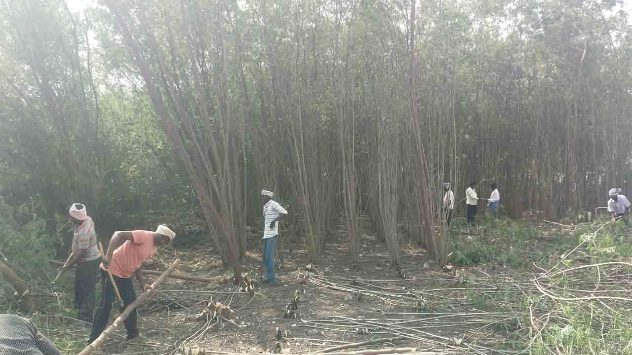 లాభాల సుబాబుల్