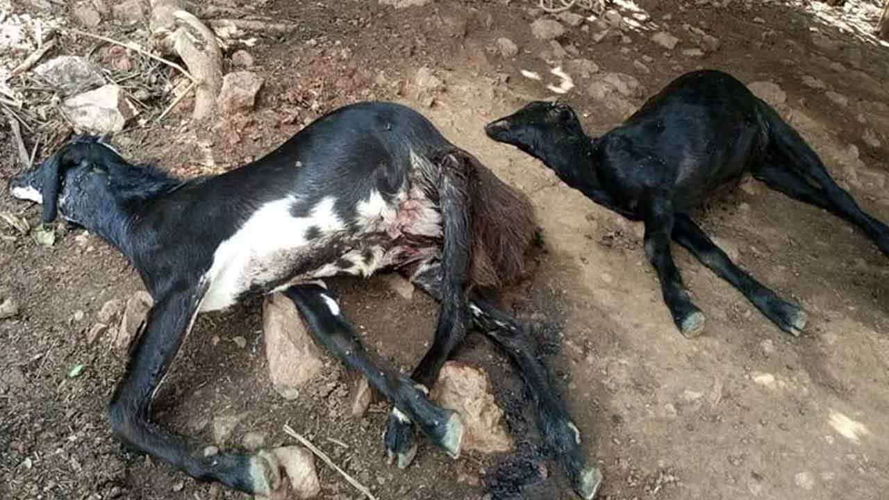 మేకల మందపై చిరుత దాడి