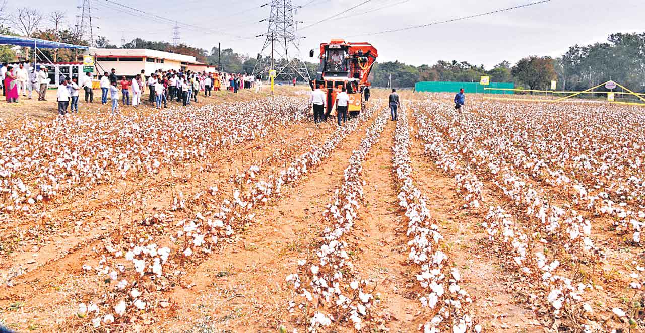 యంత్రంతో పత్తి ఏరివేత