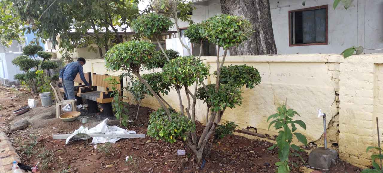 స్పైటల్‌ బాల్‌ మొక్క ఖరీదు రూ.15 వేలు