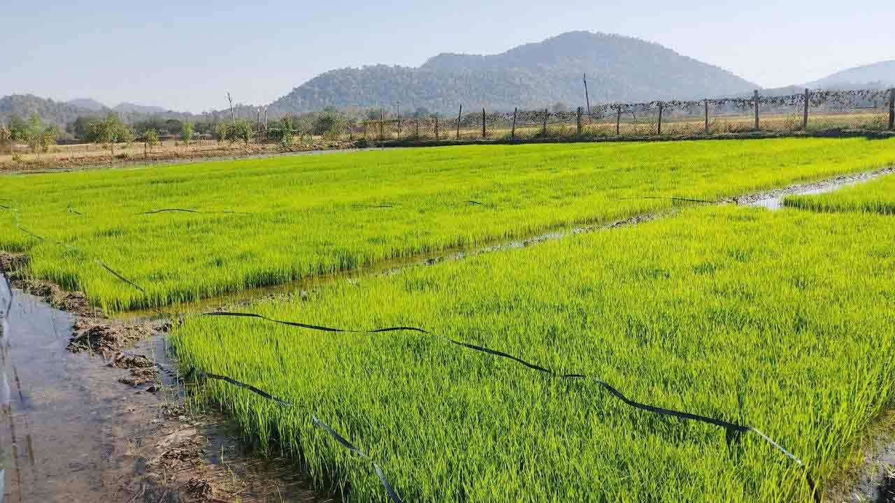 నారు దశ.. జాగ్రత్తలే రక్ష..