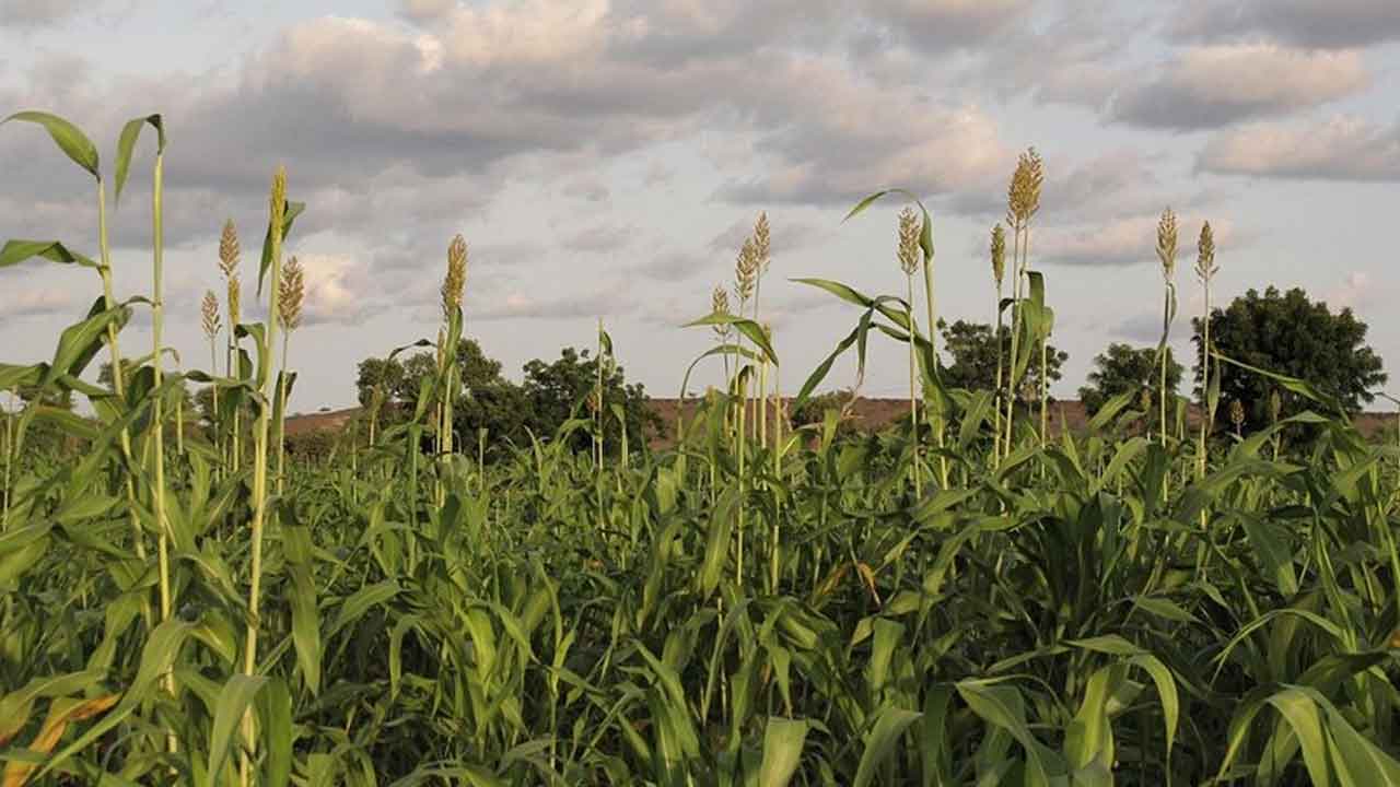 పంటనష్టం అంచనాలకు ఆధునిక మ్యాపులు