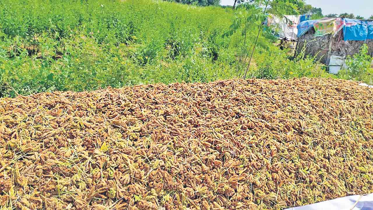 చిరుధాన్యం.. మహా భాగ్యం