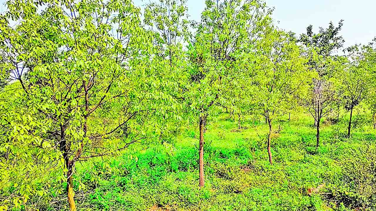 శ్రీ గంధం లాభాలు ఘనం