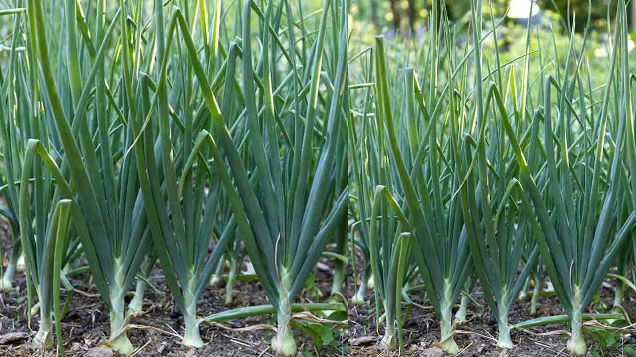 ఉల్లి సాగుకు సమయమిదే..
