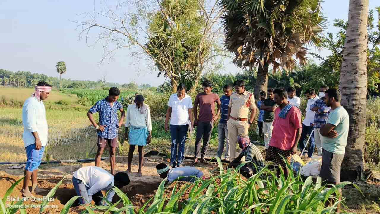 ఆయిల్‌పాం తోటల విస్తరణ వేగవంతం