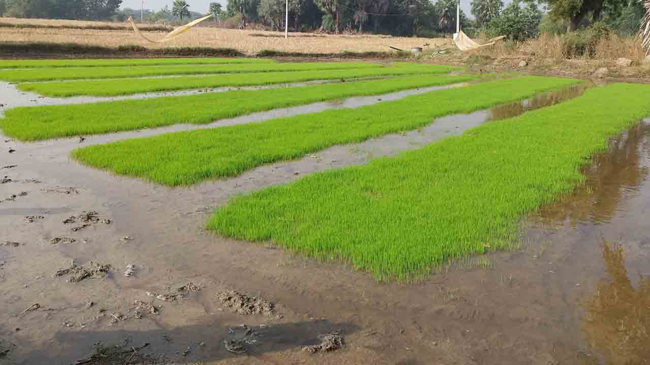 సీజన్‌ ఏదైనా అదే ఉత్సాహం