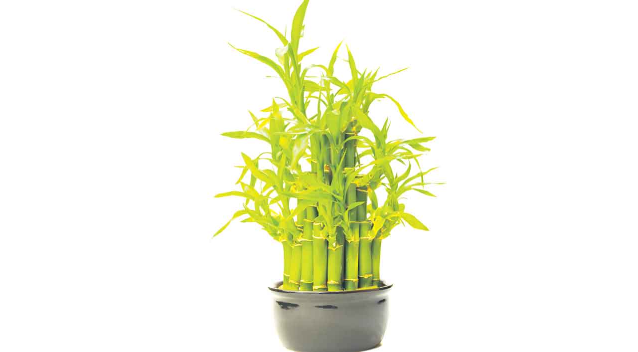 ఆయువును పెంచుతాయి