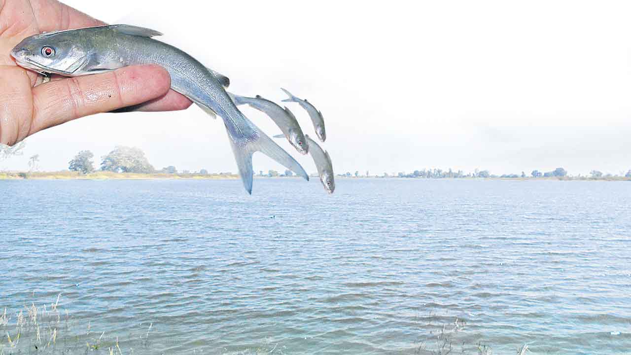 చేపకు చేవ ఉపాధికి తోవ