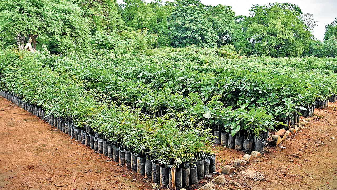 రెండేండ్లలో 39 కోట్ల మొక్కలు