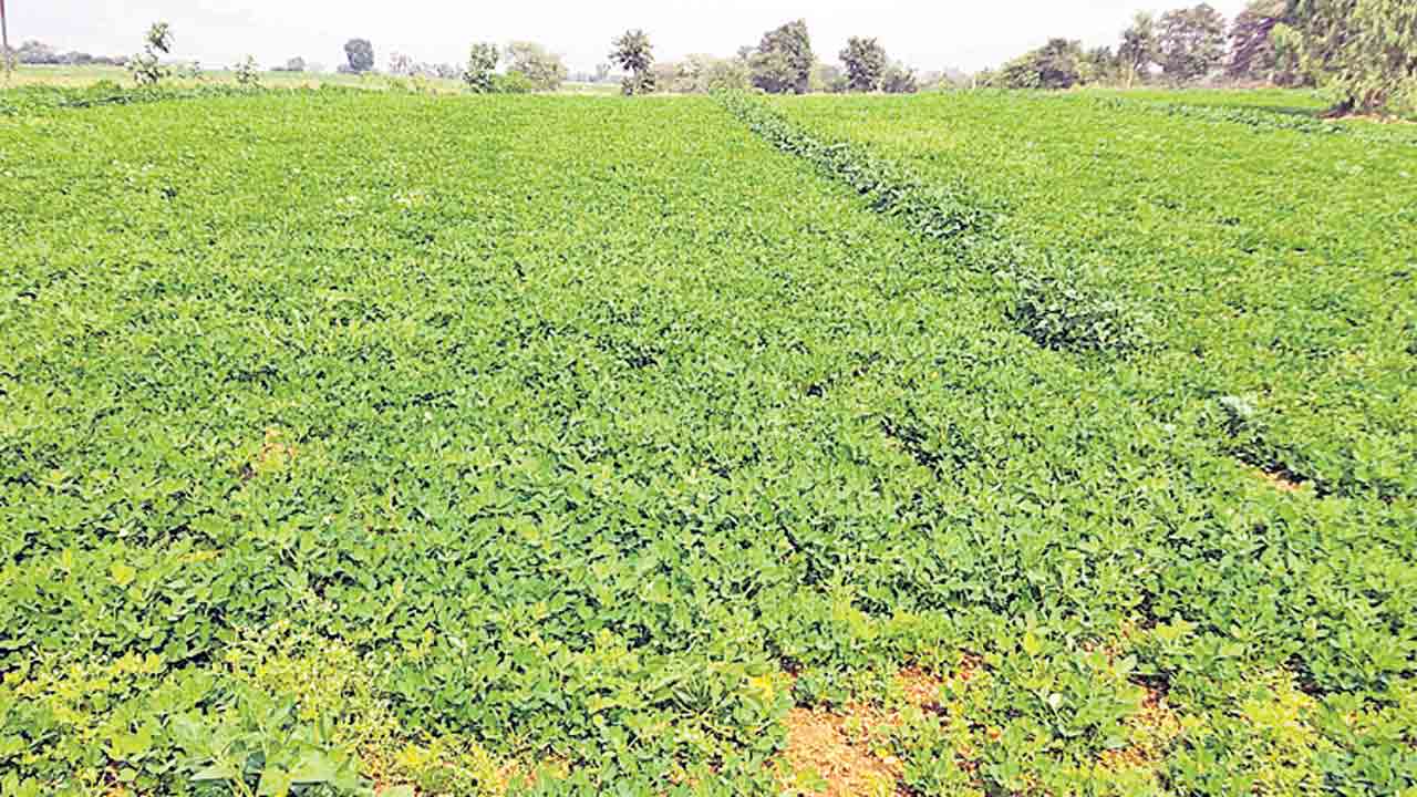 వికారాబాద్ జిల్లాలో ఆశాజనకంగా వేరుశనగ సాగు