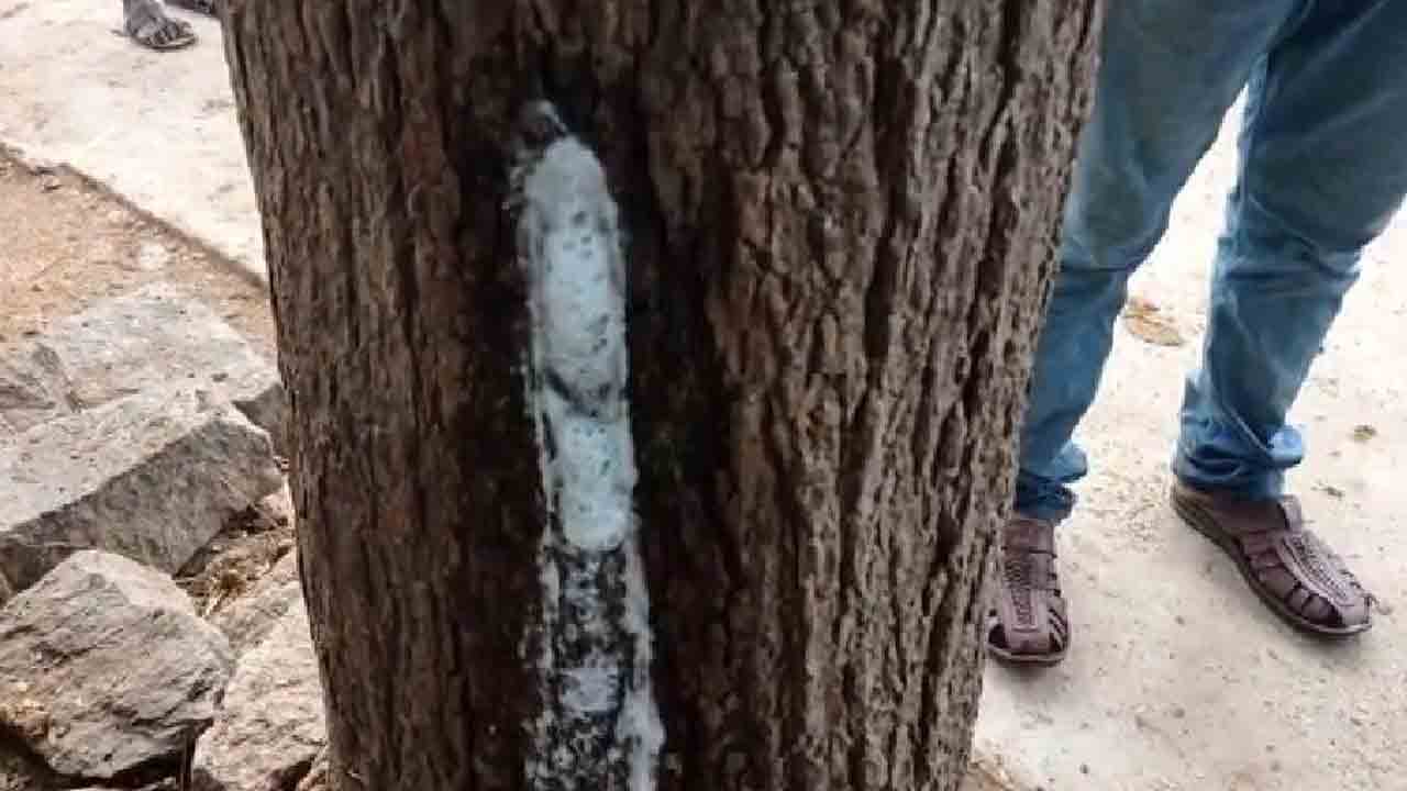 చింత చెట్టు నుంచి కల్లు