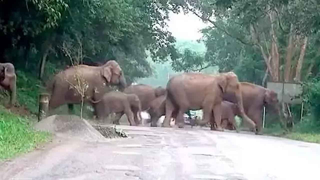 రహదారిపై గజరాజుల హల్‌చల్‌..నిలిచిపోయిన రాకపోకలు