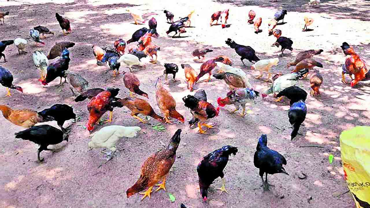 పెరటి కోళ్లతో ఉపాధి