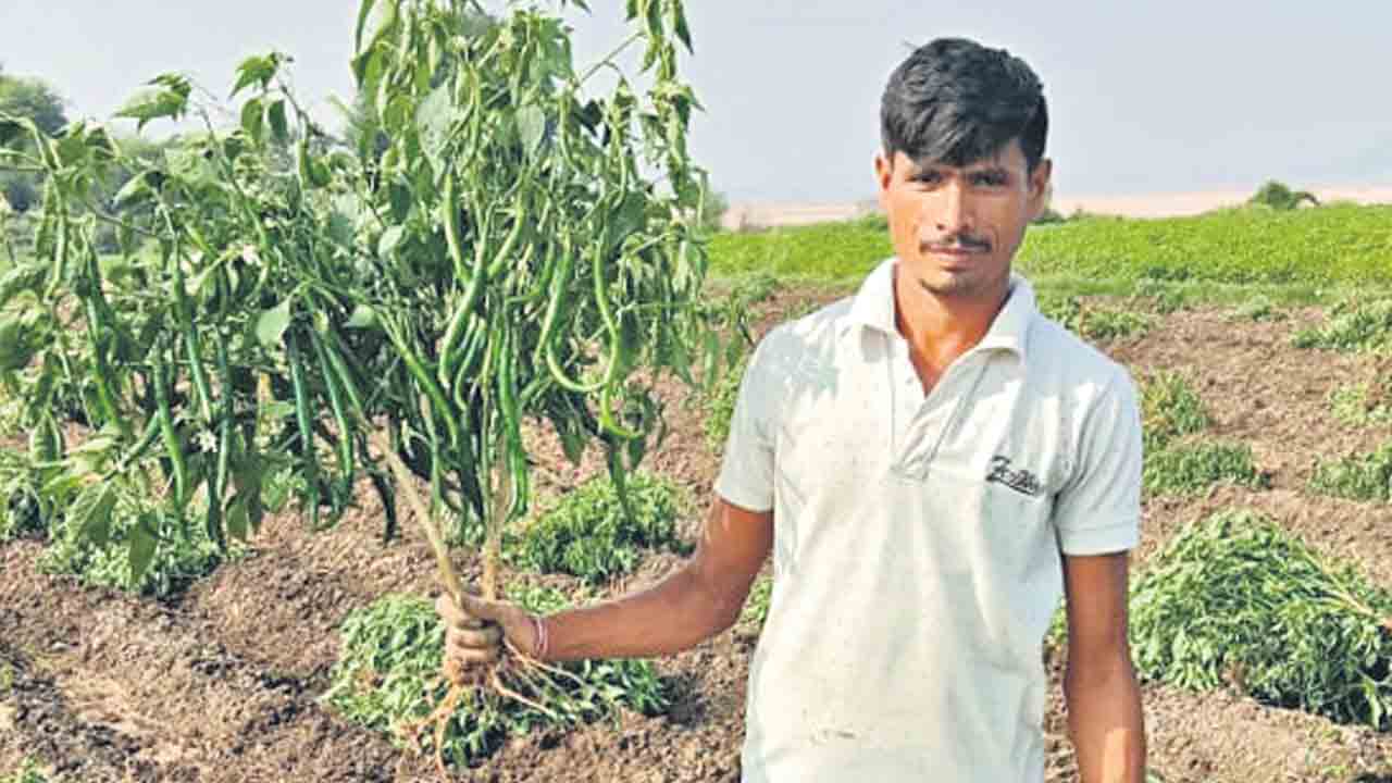 మిరపకు అంతుచిక్కని వ్యాధి