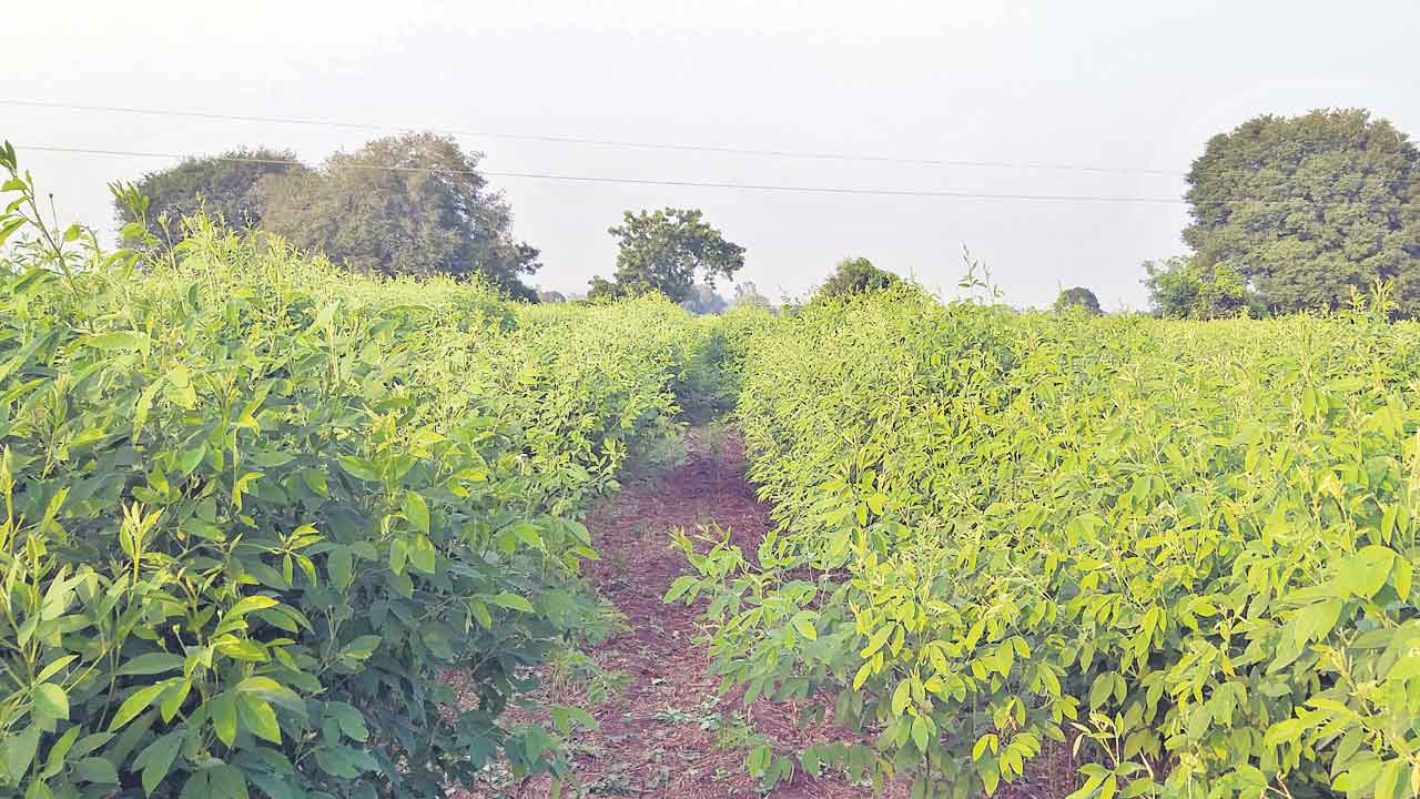 కంది.. రైతుకు లేదు రంది