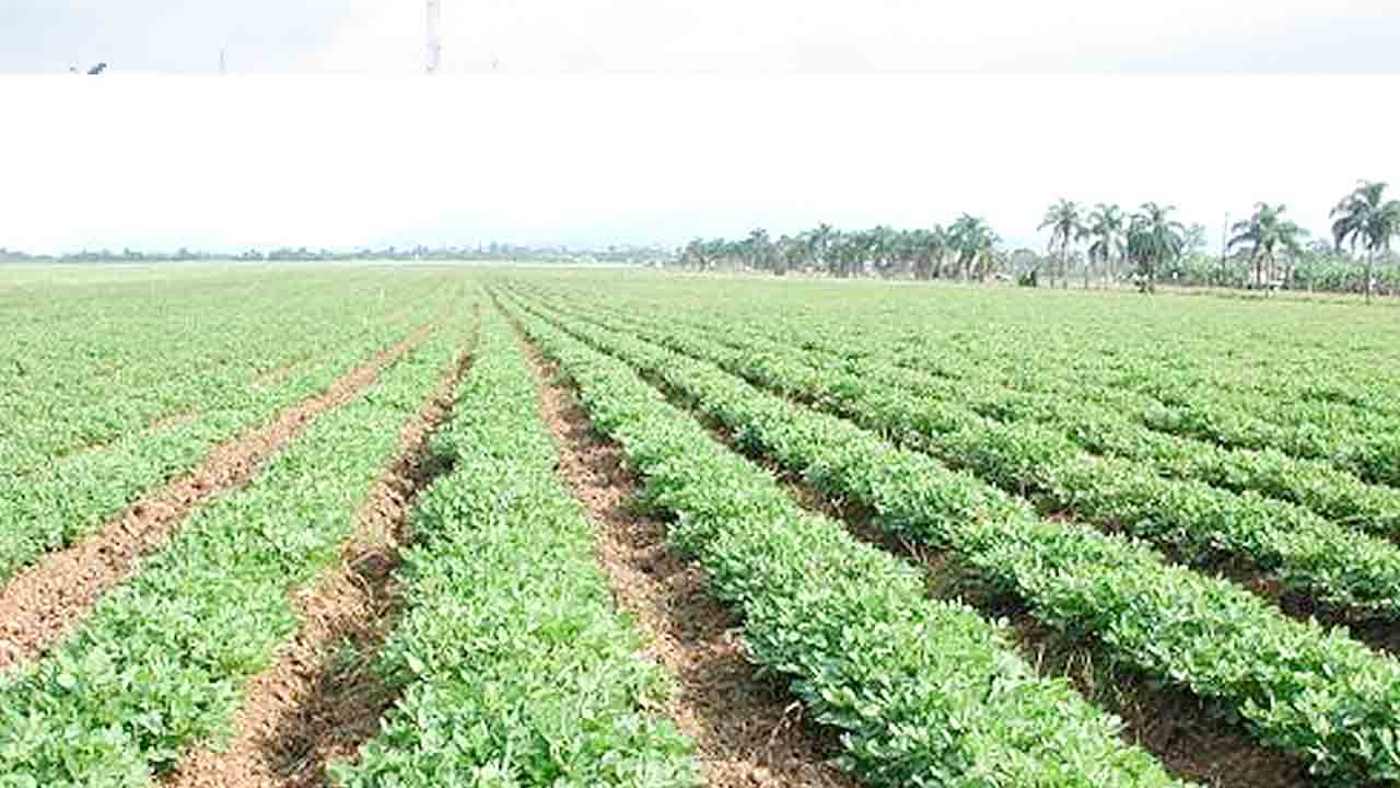 యాసంగి జోరు