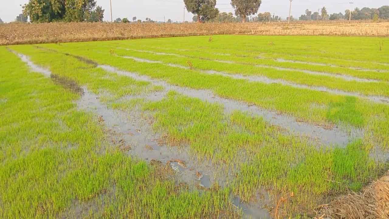 యాసంగి సాగుకు సన్నద్ధం