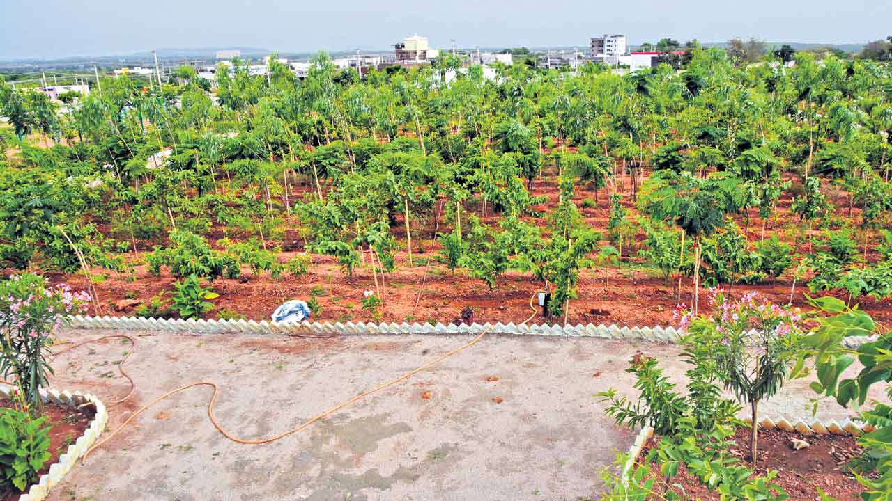 పరిఢవిల్లుతున్న పచ్చదనం