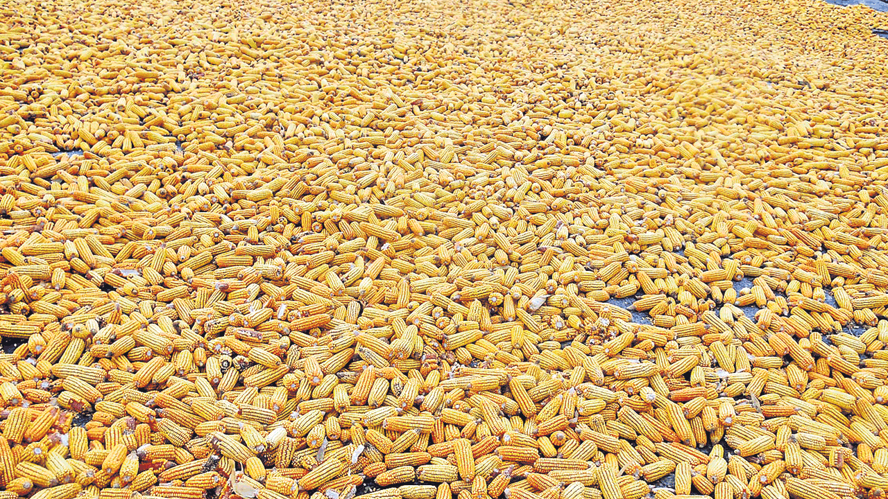 మక్క రైతునోట్లో కేంద్రం మట్టి