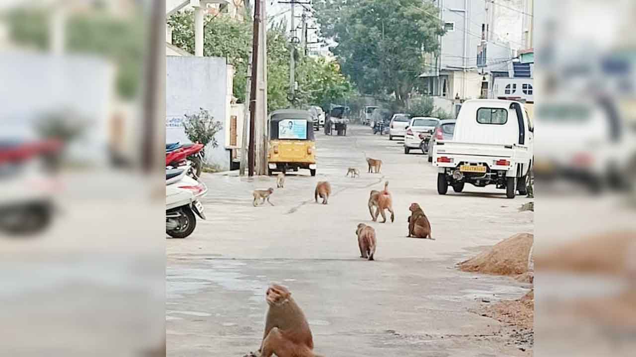 అటు కుక్కలు.. ఇటు కోతులు