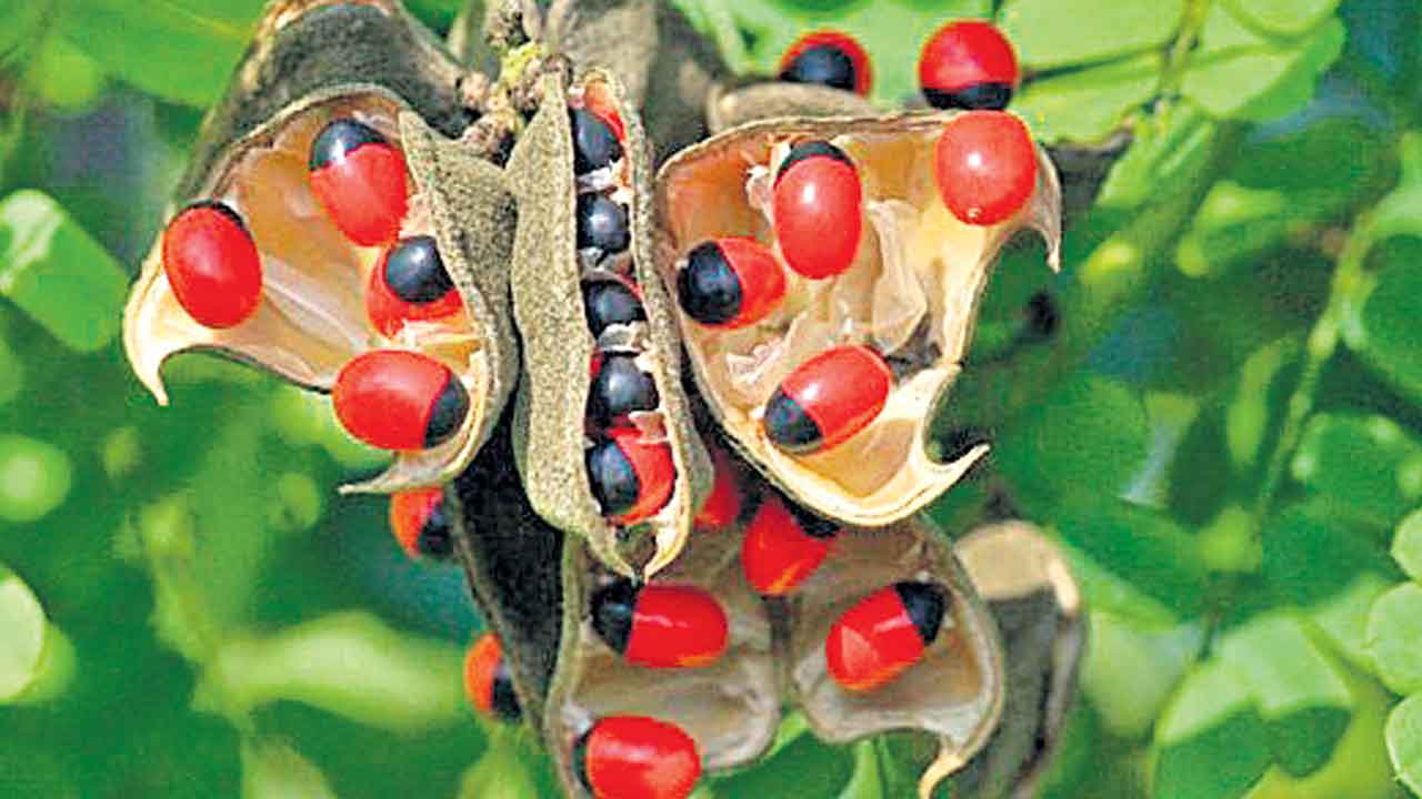గురివింద గింజలు తిని బాలుడి మృతి