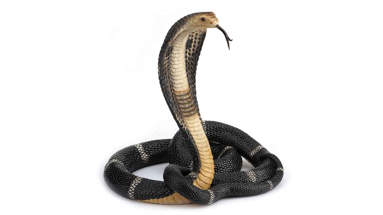 ది స్నేక్‌.. అన్ని పాములు విషపూరితం కాదు