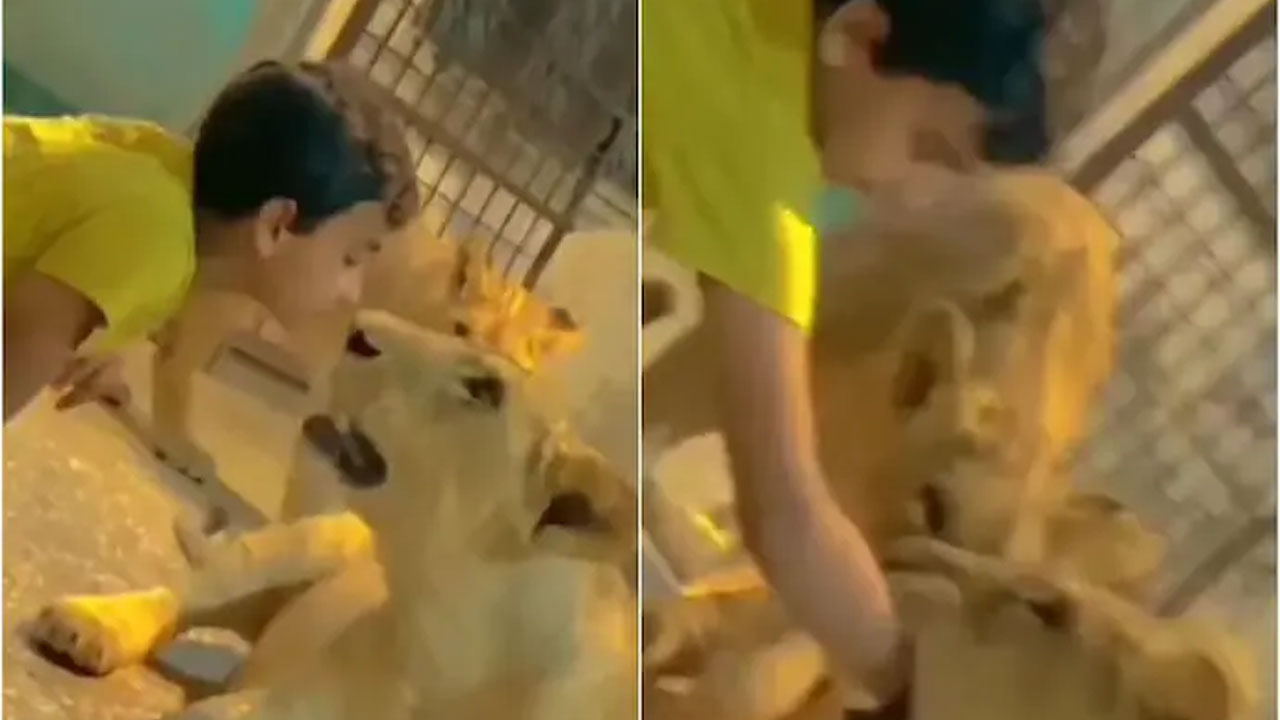 డేంజ‌ర‌స్ ఫీట్ : సింహాల‌తో బాలుడి చెల‌గాటం