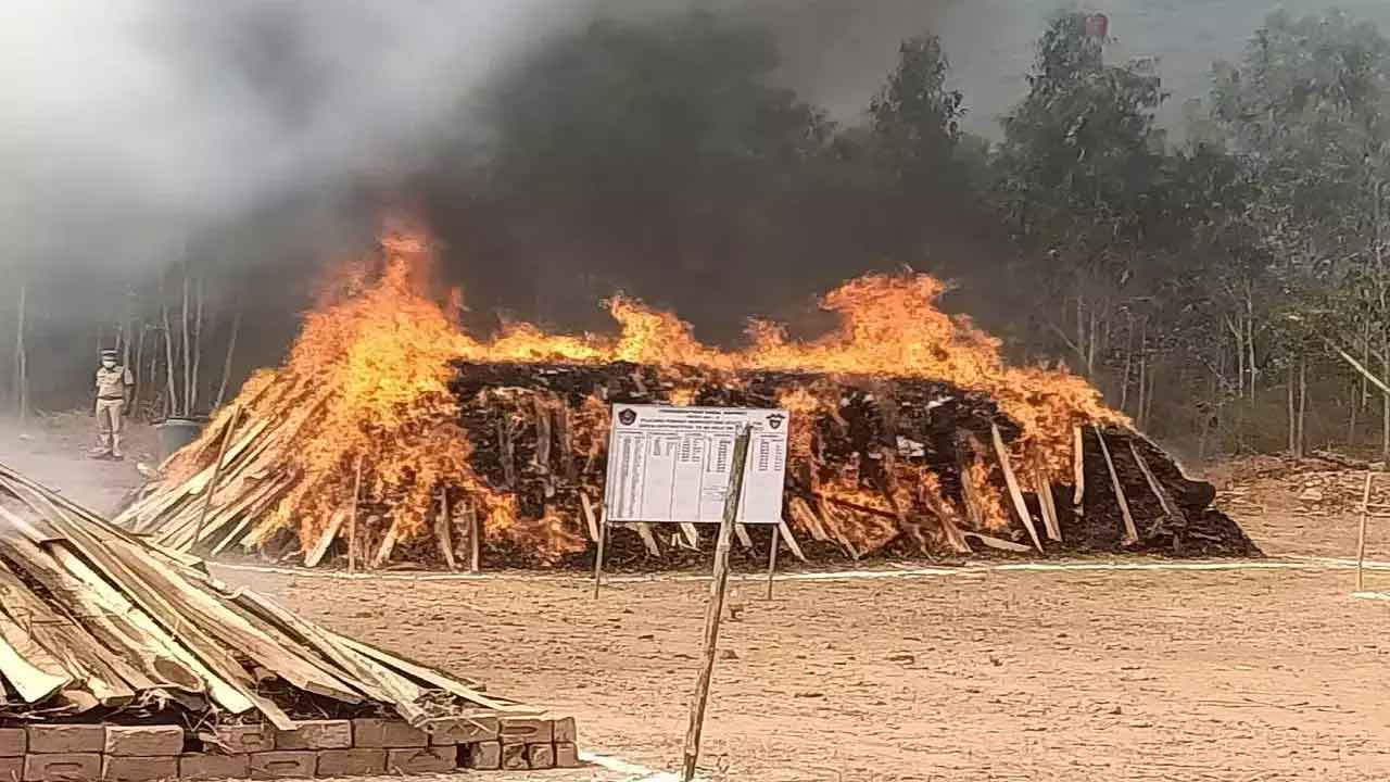 ఏపీలో రూ. 13 కోట్ల విలువ గల గంజాయి దహనం