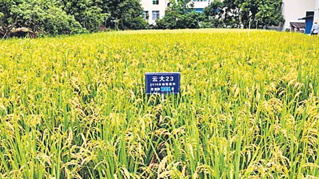 ఒక్కసారి నాటేస్తే 8 సార్లు పంట!