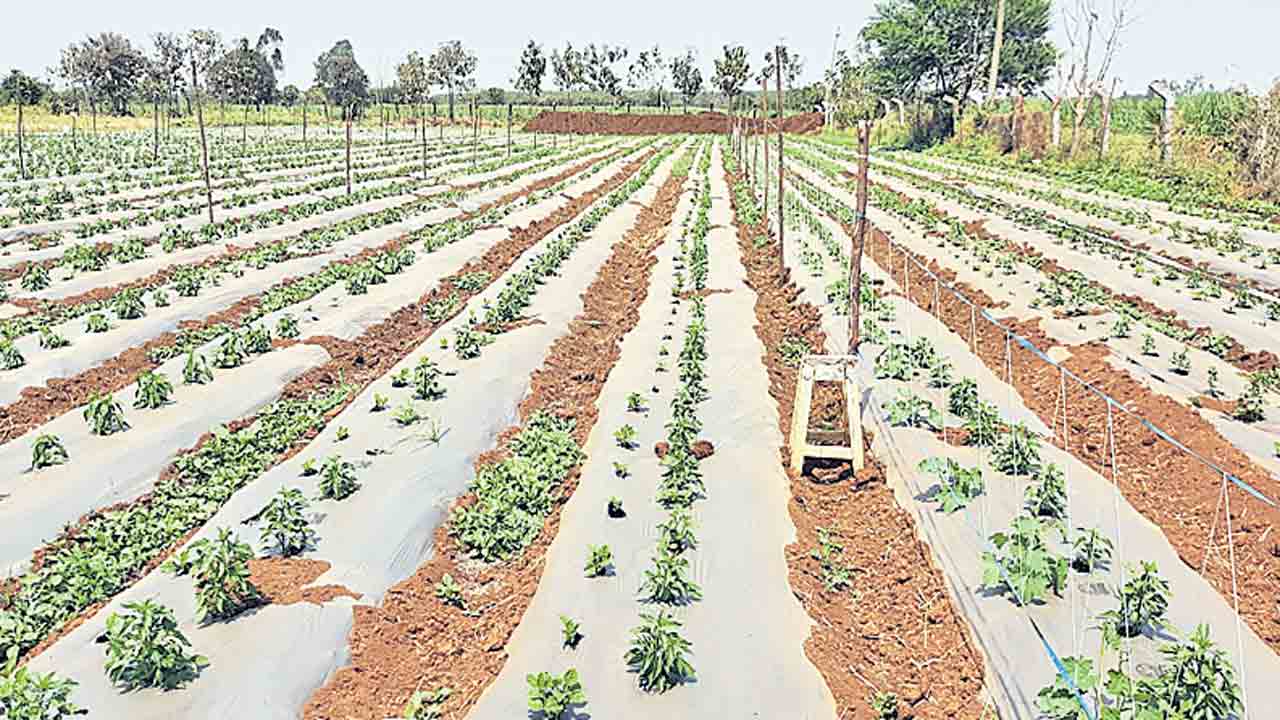 మల్చింగ్ సాగు దిగుబడి బాగు