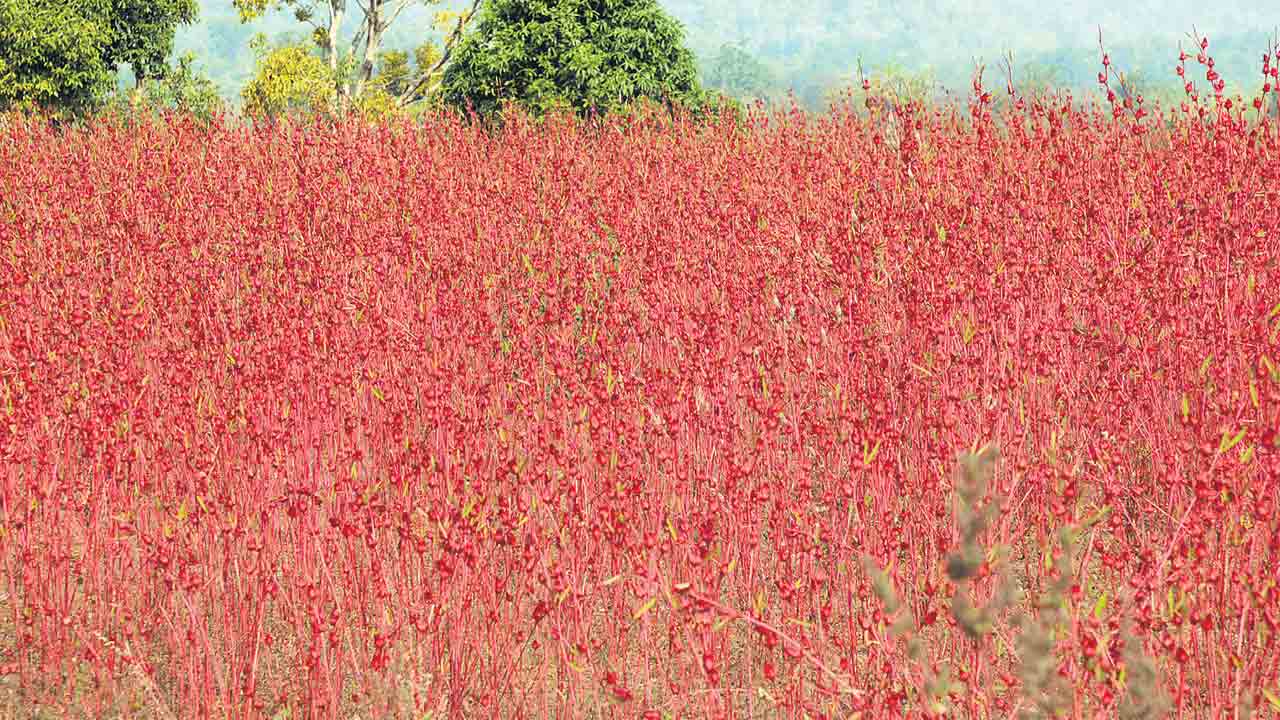 గోంగూర చెట్లు.. మనసు దోచేటట్లు..