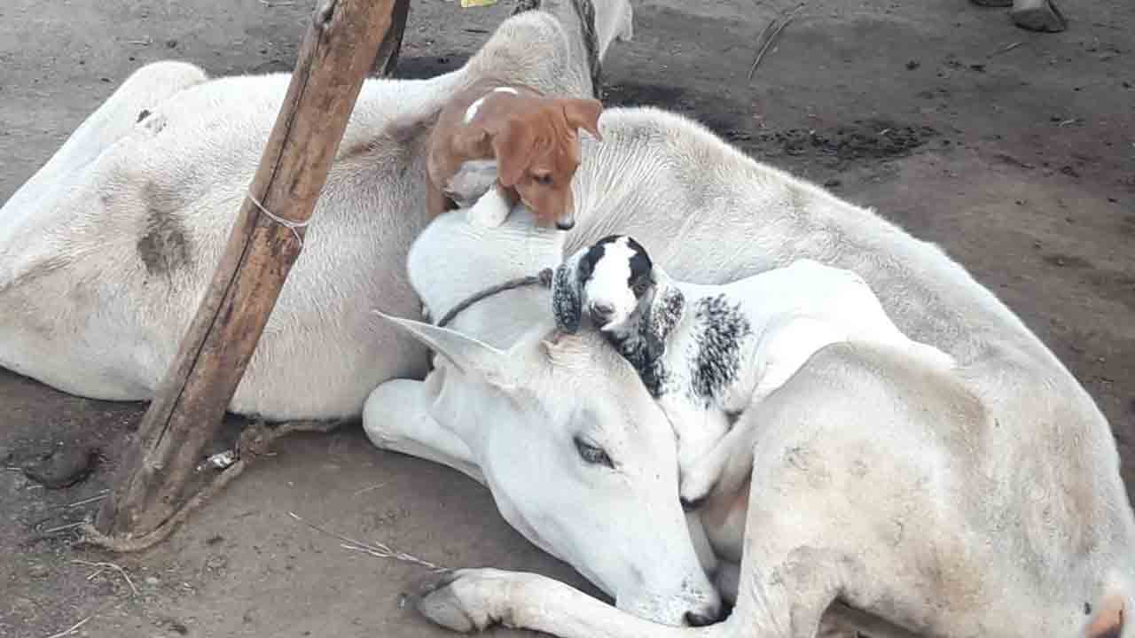 జాతి వైరాన్ని మరిచి..ఒక్క దగ్గర ఒదిగి..