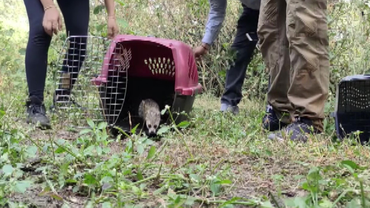 అరుదైన పక్షులు, జంతువుల అక్రమ రవాణా.. రెస్క్యూ చేసిన అటవీ అధికారులు