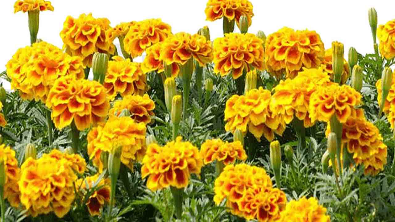 5 గుంటలో 50వేలు.. బంతి పూల సాగుతో మంచి లాభాలు