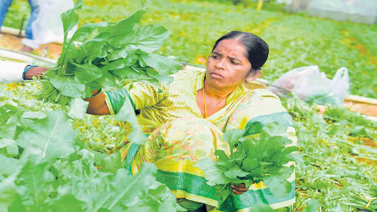ఉత్తమ రైతక్క!