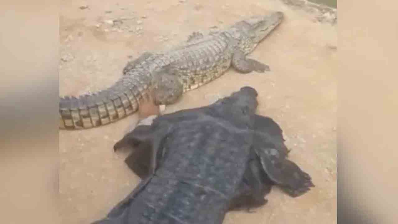 Watch: మొసలి వేషం వేసి, అసలైన మొసలిని ఆటపట్టించబోయిన వ్యక్తి.. తర్వాత ఏమైందంటే?