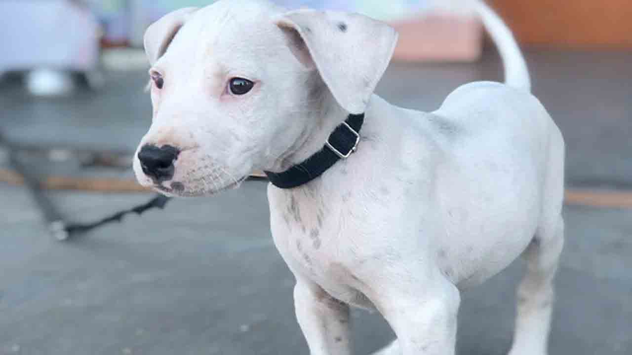 వ్యక్తిని కిడ్నాప్‌ చేసి.. అతడి పెంపుడు కుక్కను డిమాండ్‌ చేసిన దుండగులు