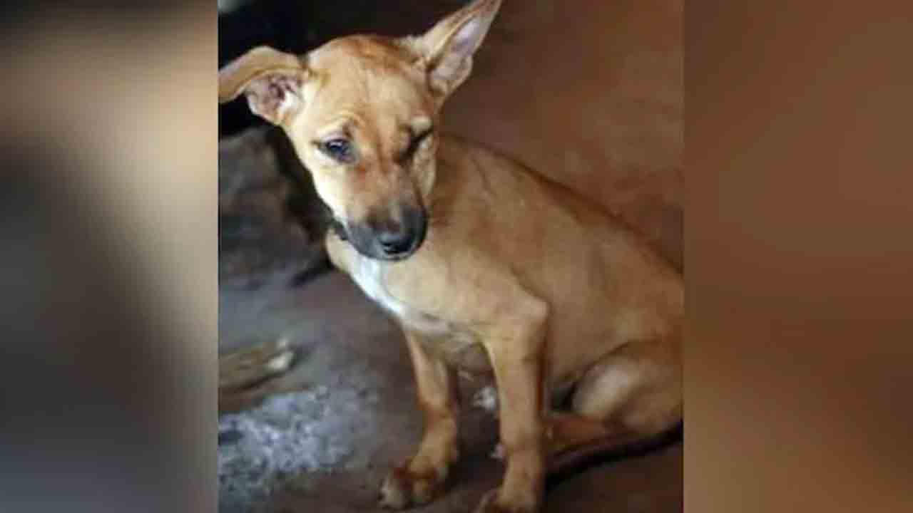 Viral News | మందులో మంచింగ్‌కి కుక్క చెవులు, తోక..