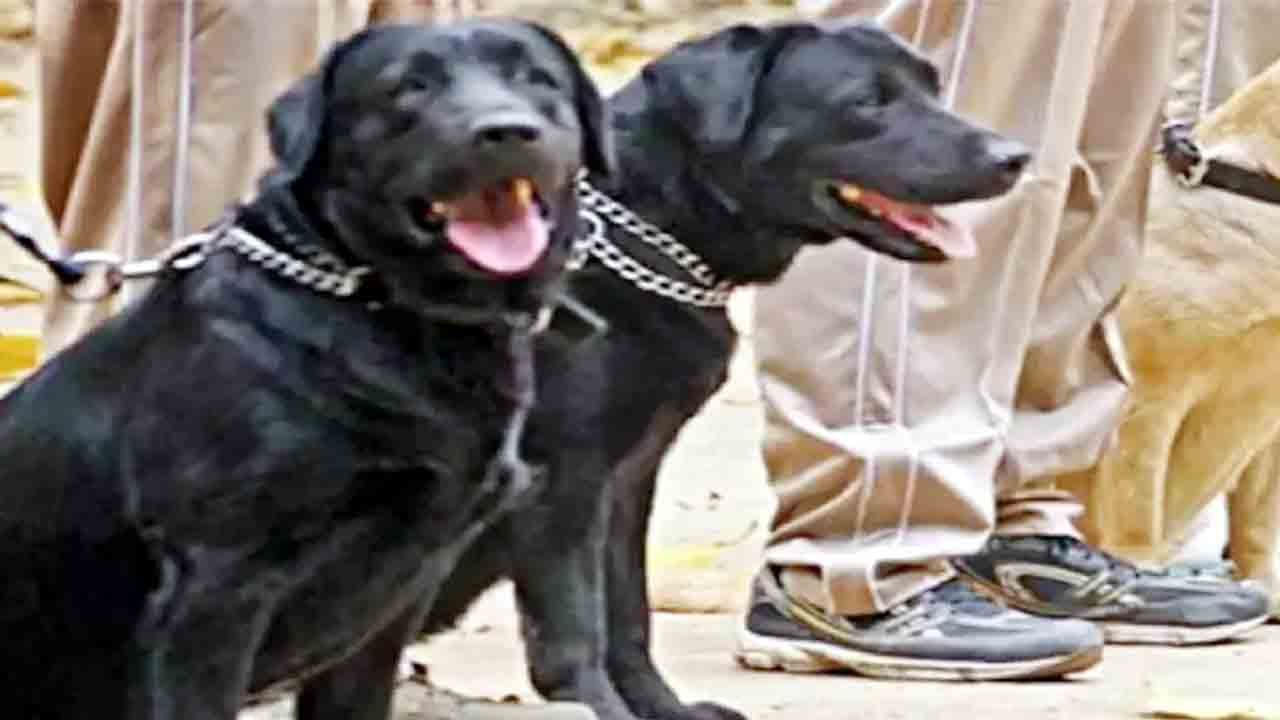 BSF Dog | బార్డర్‌లో ప్రసవించిన బీఎస్‌ఎఫ్‌ డాగ్‌.. విచారణకు ఆదేశం