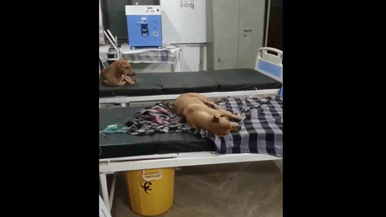 Watch: మధ్యప్రదేశ్ హాస్పిటల్ బెడ్‌పై వీధి కుక్కలు.. బీజేపీ ప్రభుత్వంపై ప్రతిపక్షాల విమర్శలు