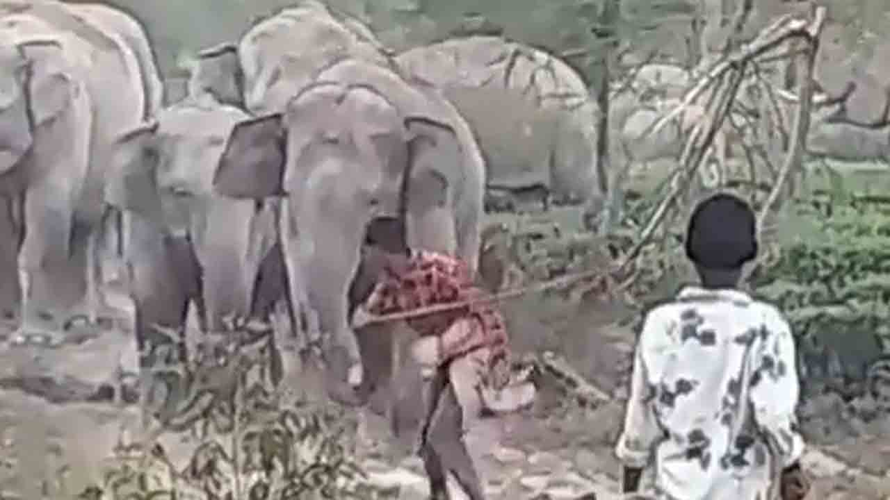 Elephant | ఇదే పిచ్చంటే.. ఏనుగును కర్రతో కొట్టాడు.. ఆ తర్వాత ఏమైందంటే..?