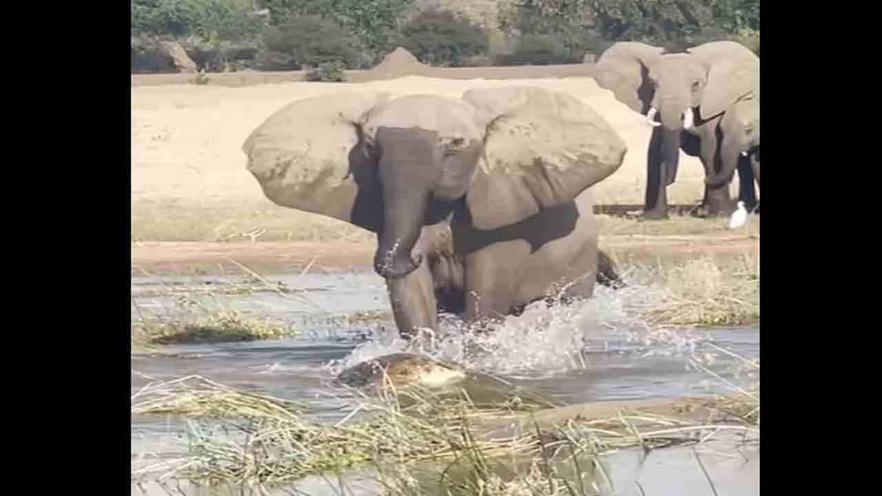 Viral Video: ఏనుగు పిల్ల తొండాన్ని నోటితో పట్టుకున్న మొసలి.. తల్లి ఏనుగు ఏం చేసిందంటే?