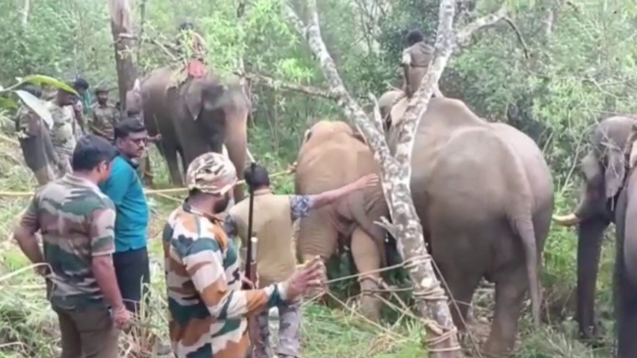 అడవి ఏనుగుల దాడిలో 50కి పైగా ఇండ్లు ధ్వంసం