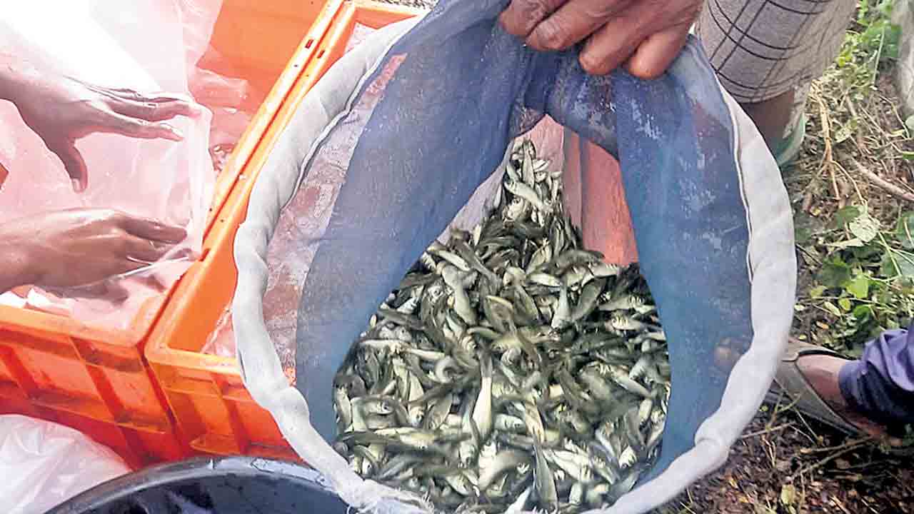 చేపపిల్లల పంపిణీ.. తుది దశకు..