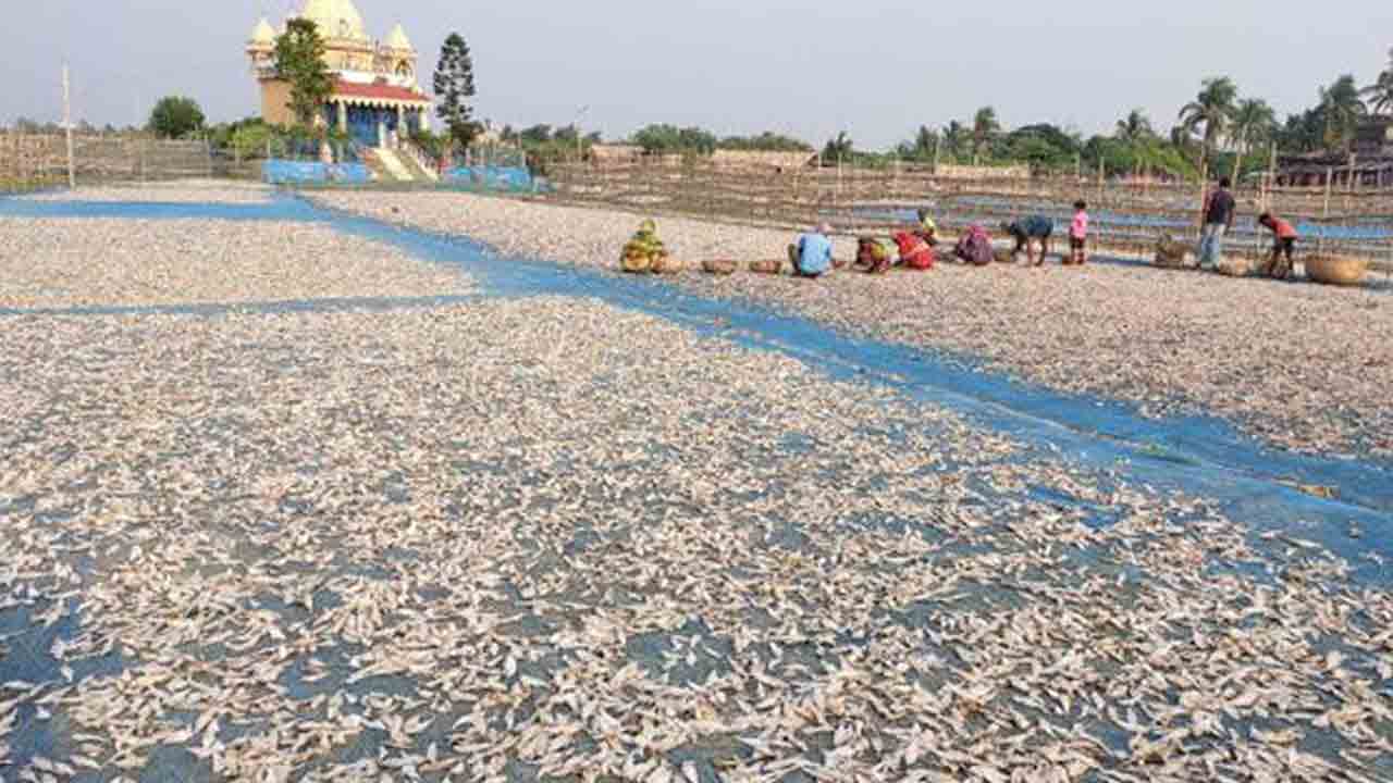 ఎండు చేపల కల్లాలకు ఉపాధి నిధులా?